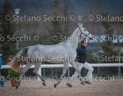 x del Buttasella Tosc Tour2013- S5 1712 : Arezzo, Cavalli d'Italia, Clara del Buttasella, Toscana Tour 2013, foto di Stefano Secchi ©